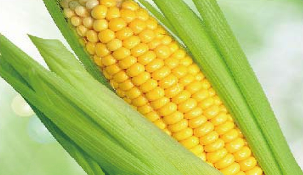taoci_02 陶瓷膜应用:生物、医药行业